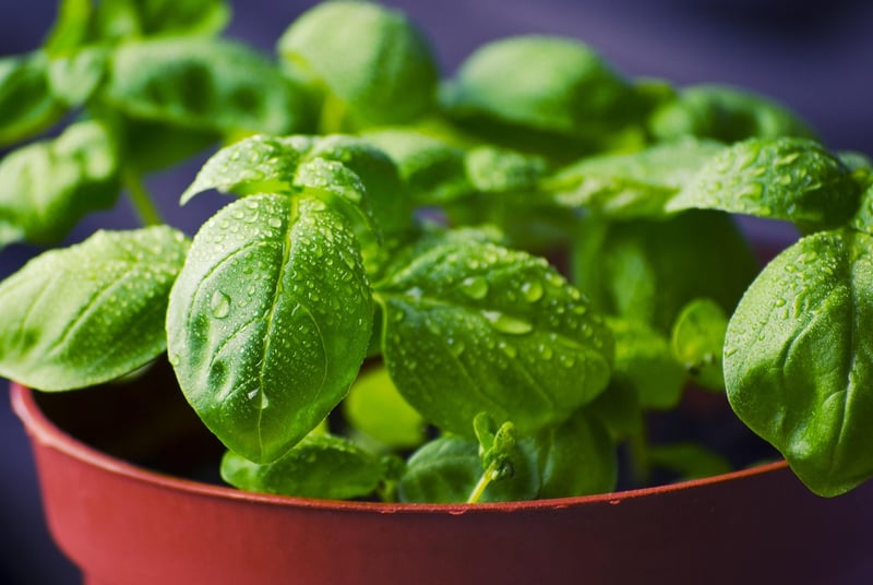 Indoor Herb Garden