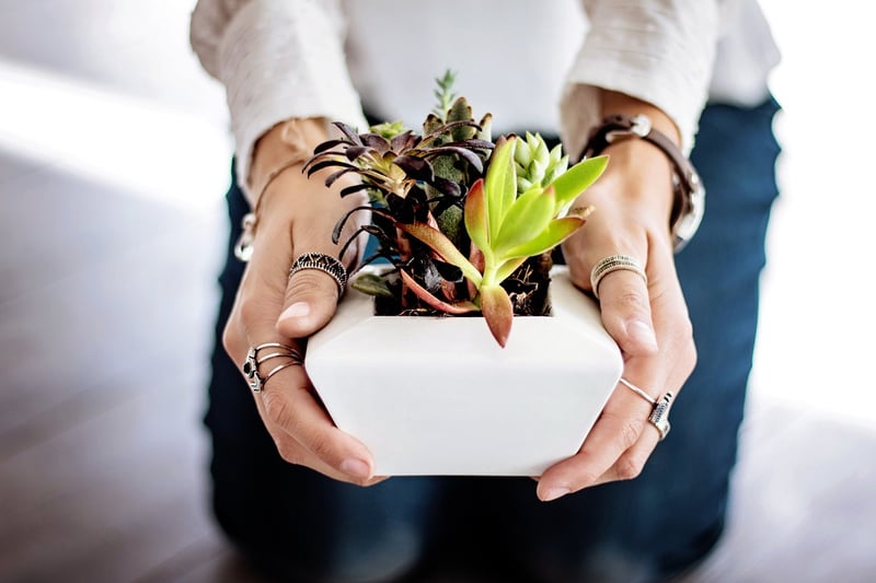 Wall-Mounted Planters